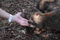 Red-necked Padelmon (Rothalsfilander)