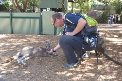Östliches graues Känguru