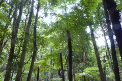 Regenwald in Blue Mountains