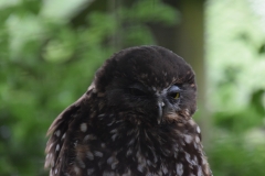 DSC_0950_B
