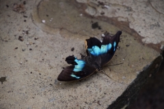 DSC_0335_B