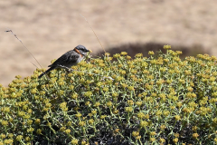 DSC_0865a