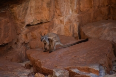Black-footed Rock Wallaby