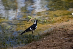 Pied Butcherbird