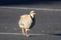DSC_0729a