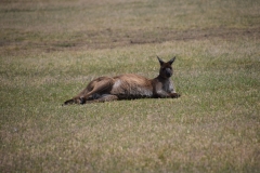DSC_0756_B